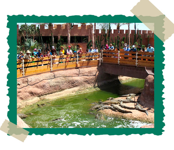 Kid-Friendly Attractions in Agadir
