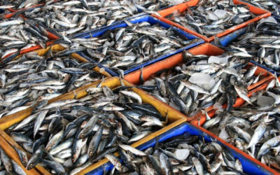 Taste the Freshest Fish Straight in Morocco for Food Lovers